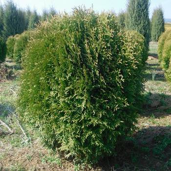 Туя западная ’Little Giant’ (Thuja occidentalis ‘Little Giant’)